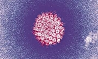 هم‌اندیشی متخصصان برای توسعه واکسیناسیون و مقابله با اطلاعات نادرست درباره HPV